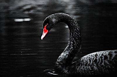 黑天鹅属性爆料最新,不可预测的颠覆性影响解析 第1张 黑天鹅属性爆料最新,不可预测的颠覆性影响解析 第1张