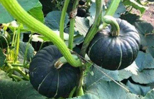 吃大瓜的网红,揭秘娱乐圈幕后真相  第3张